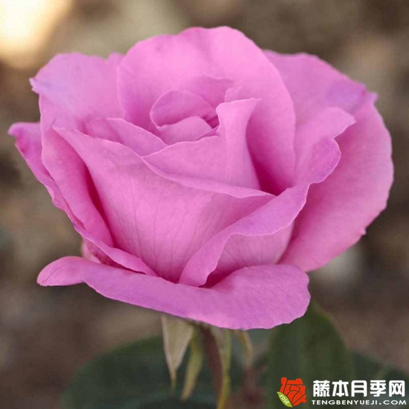 麦卡尼之花 THE MC CARTNEY ROSE 麦卡尼之花 THE MC CARTNEY ROSE