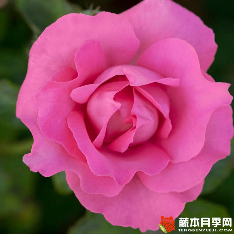 麦卡尼之花 THE MC CARTNEY ROSE 麦卡尼之花 THE MC CARTNEY ROSE