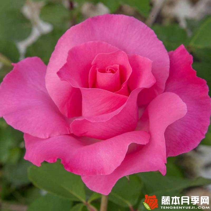 麦卡尼之花 THE MC CARTNEY ROSE 麦卡尼之花 THE MC CARTNEY ROSE