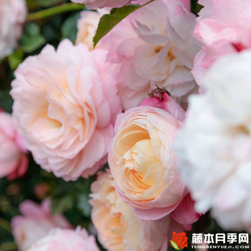 彩笔浪漫 彩笔浪漫
