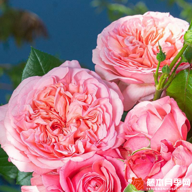 玫昂®枫丹 玫昂®枫丹