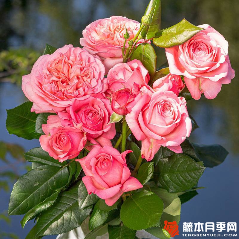 枫丹 枫丹