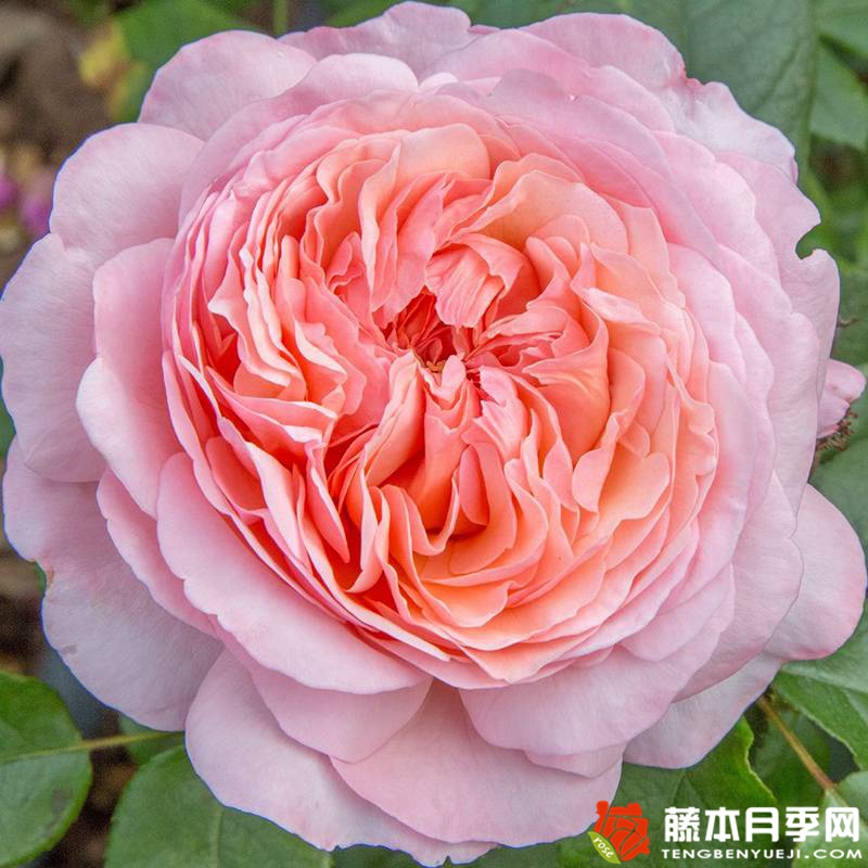 玫昂®枫丹 玫昂®枫丹