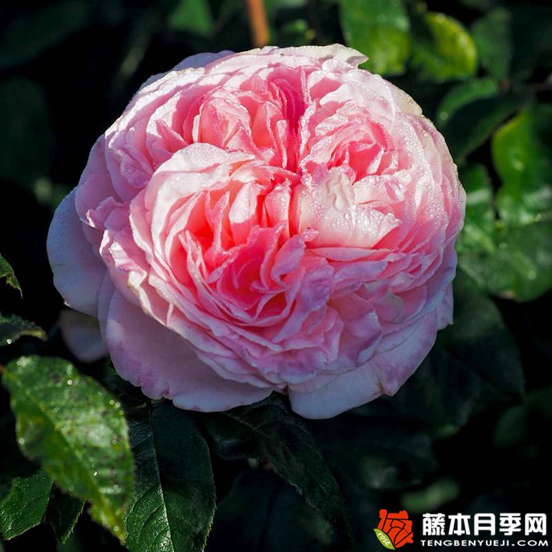 玫昂®枫丹 玫昂®枫丹