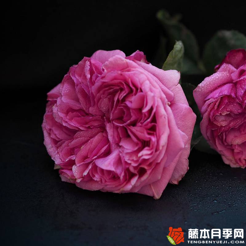 玫昂®胭脂 Audrey Fleurot 玫昂®胭脂 Audrey Fleurot