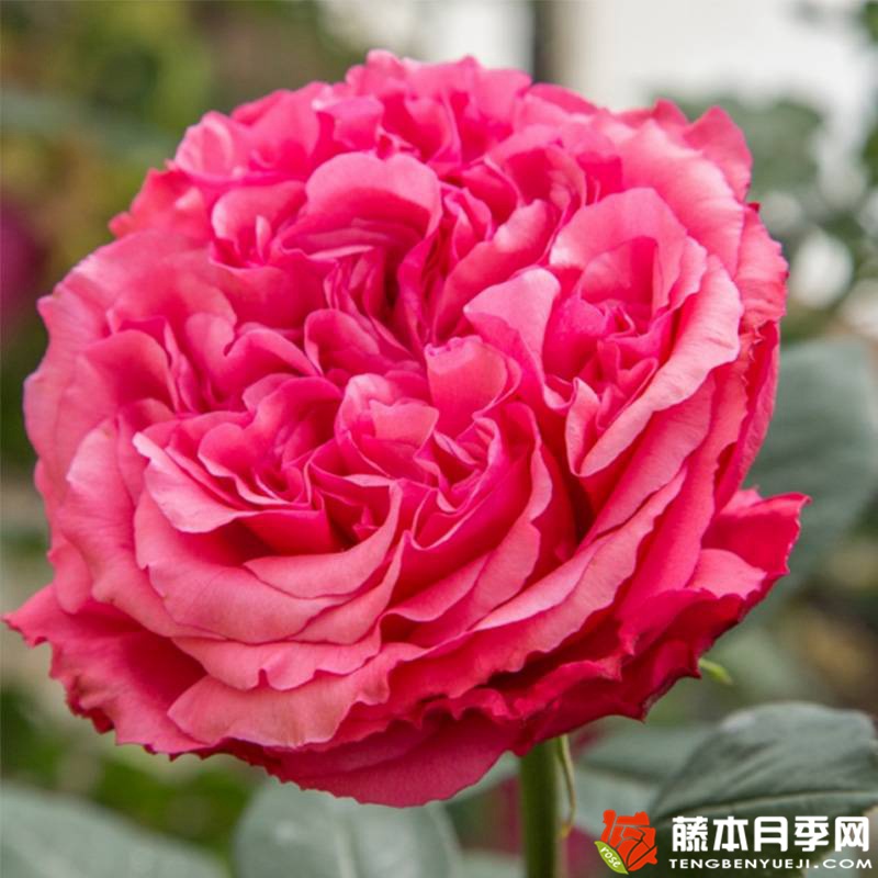 玫昂®胭脂 Audrey Fleurot 玫昂®胭脂 Audrey Fleurot
