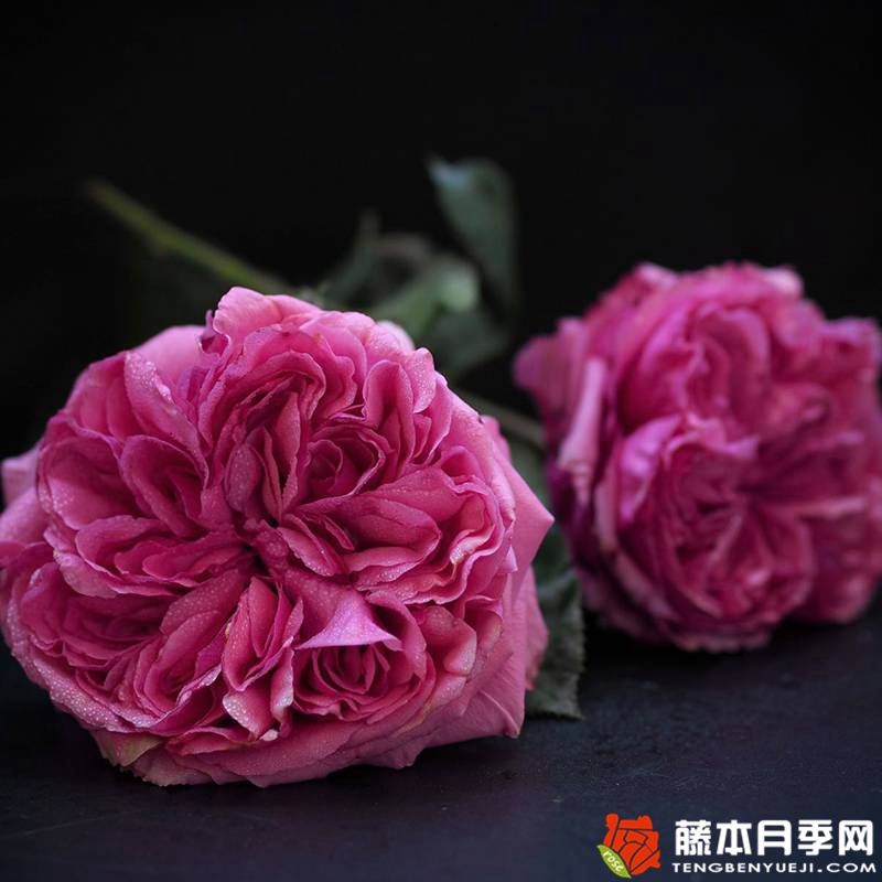 玫昂®胭脂 Audrey Fleurot 玫昂®胭脂 Audrey Fleurot
