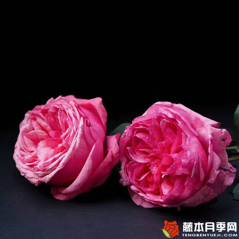 玫昂®胭脂 Audrey Fleurot 玫昂®胭脂 Audrey Fleurot