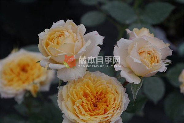 橙色月亮月季 橙色月亮月季