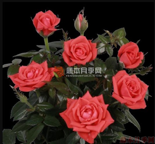 卡里布拉柯德娜月季 卡里布拉柯德娜月季
