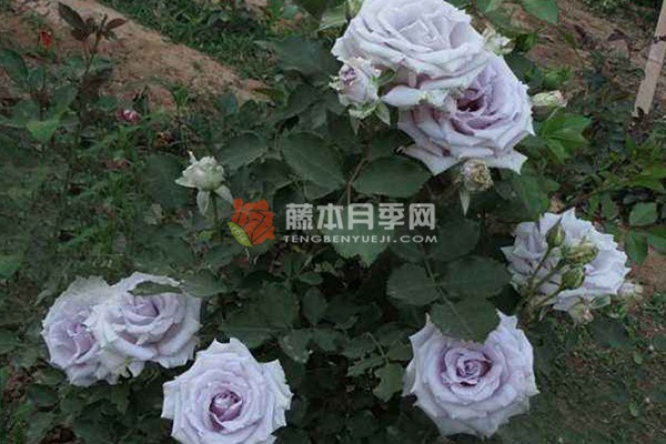 大地之蓝月季 大地之蓝月季