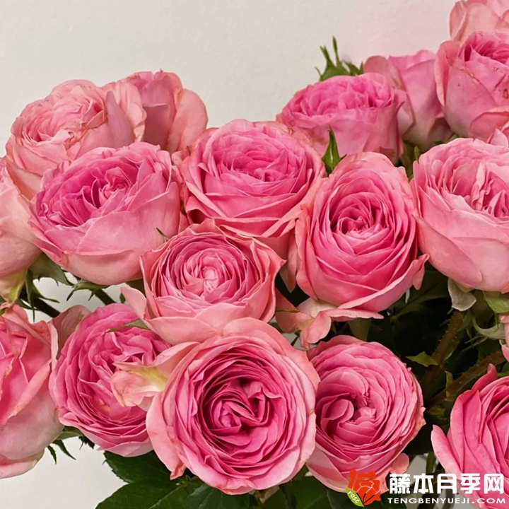 穆里尔蕾丝月季 穆里尔蕾丝月季