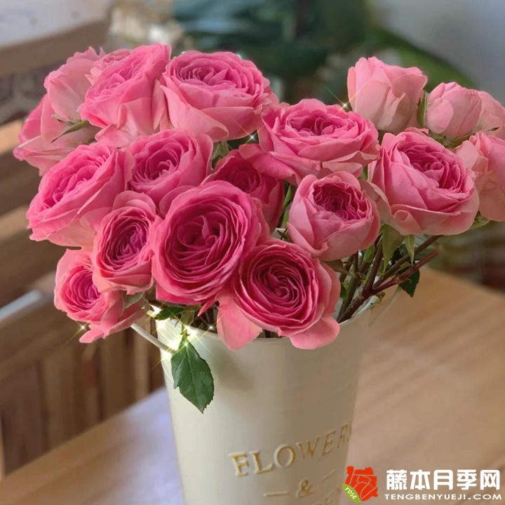 穆里尔蕾丝月季 穆里尔蕾丝月季