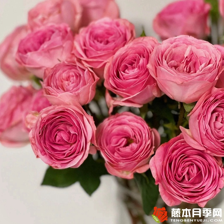 穆里尔蕾丝月季 穆里尔蕾丝月季