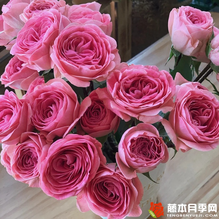 穆里尔蕾丝月季 穆里尔蕾丝月季