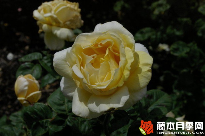 美雀月季 美雀月季