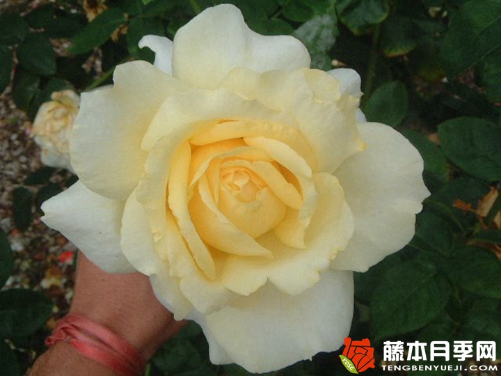 美雀月季 美雀月季