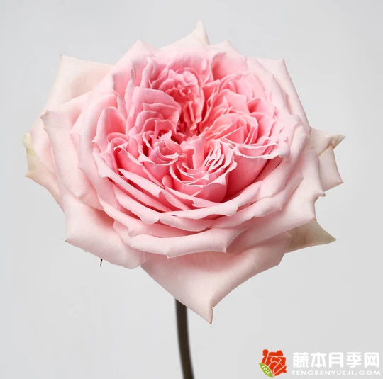 仁美公主 仁美公主