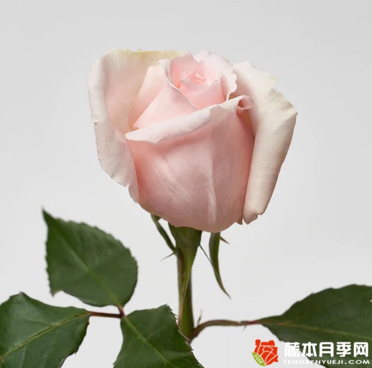 仁美公主月季 仁美公主月季
