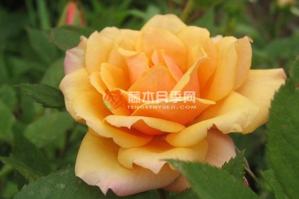 亚历山德拉柯德娜月季 亚历山德拉柯德娜月季
