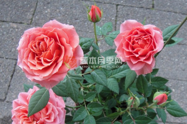 血腥橙色月季 血腥橙色月季