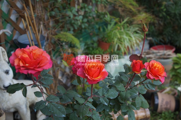 血腥橙色月季 血腥橙色月季