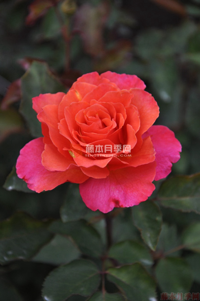 辉煌月季 辉煌月季