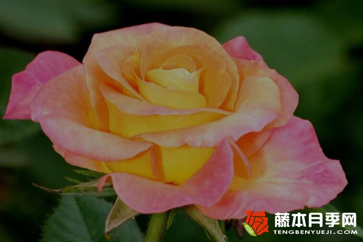 澳洲黄金月季 澳洲黄金月季