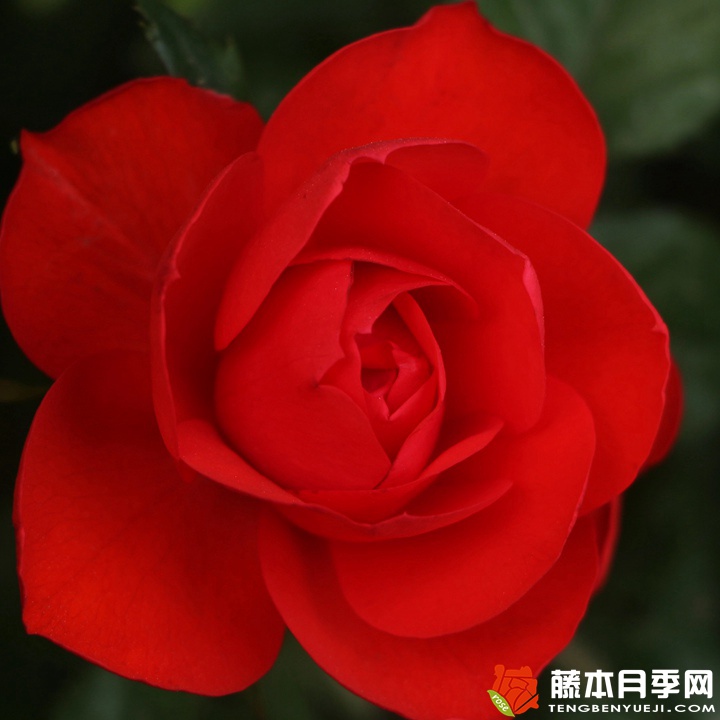 北京红/东方红月季 北京红/东方红月季