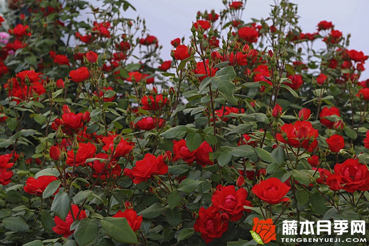 北京红/东方红月季 北京红/东方红月季