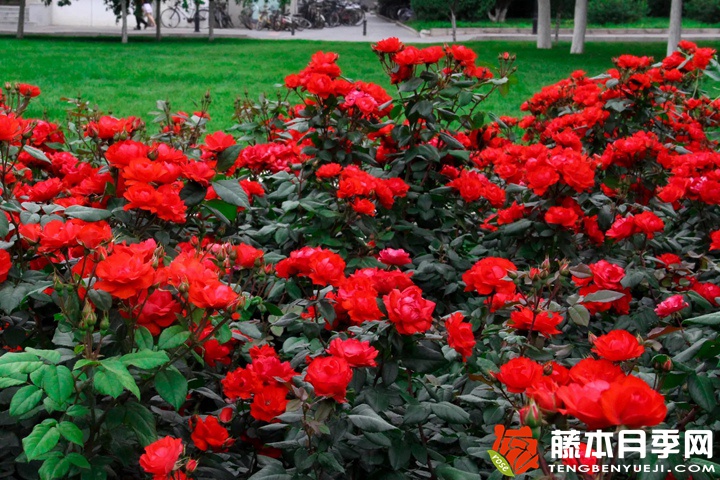 北京红/东方红月季 北京红/东方红月季