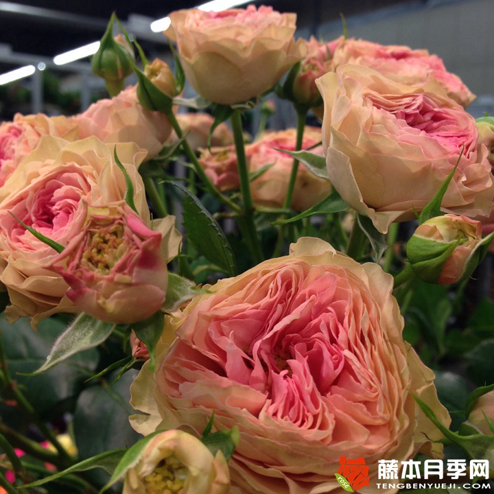 爱我几何月季 爱我几何月季