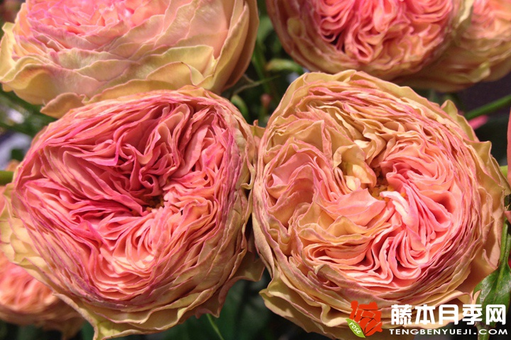 爱我几何月季 爱我几何月季