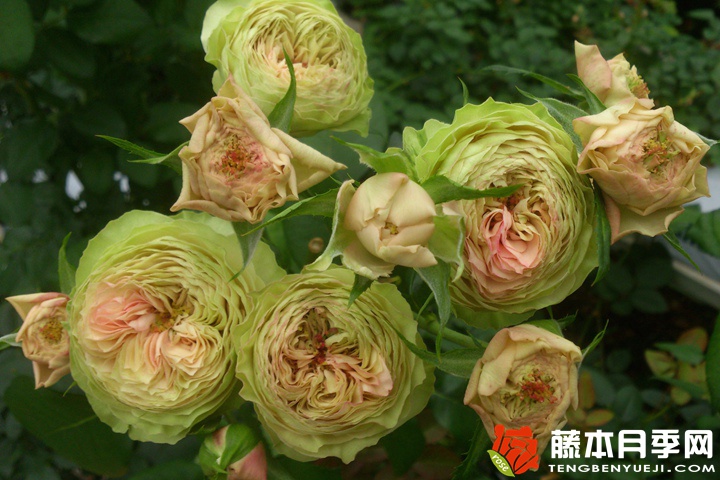 爱我几何月季 爱我几何月季