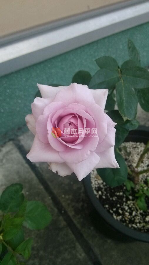 紫色暮莎月季 紫色暮莎月季