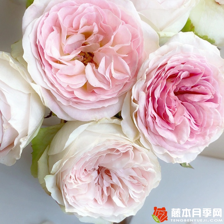 蕾娜山庄月季 蕾娜山庄