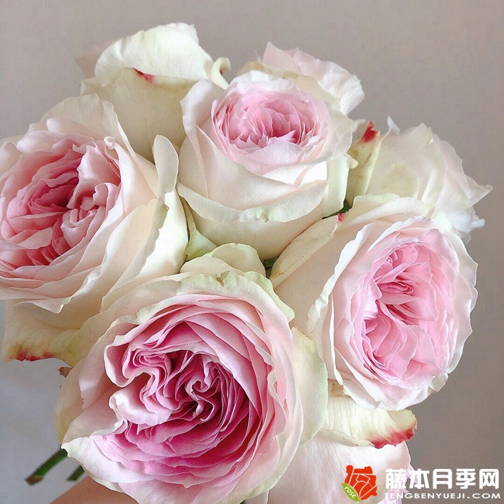 蕾娜山庄月季 蕾娜山庄