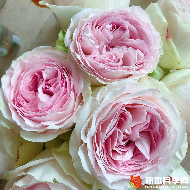 蕾娜山庄月季 蕾娜山庄