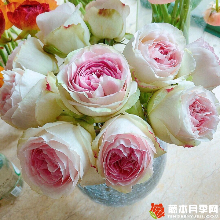 蕾娜山庄月季 蕾娜山庄