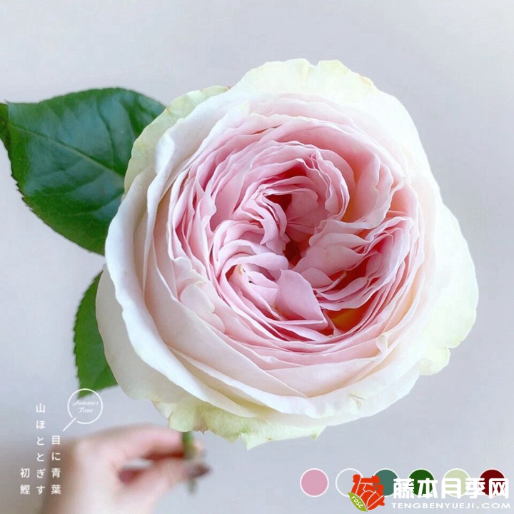蕾娜山庄月季 蕾娜山庄