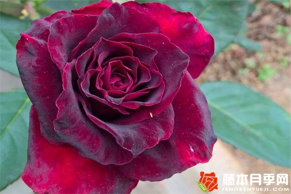 黑巴克 黑魔术月季和黑巴克月季的区别
