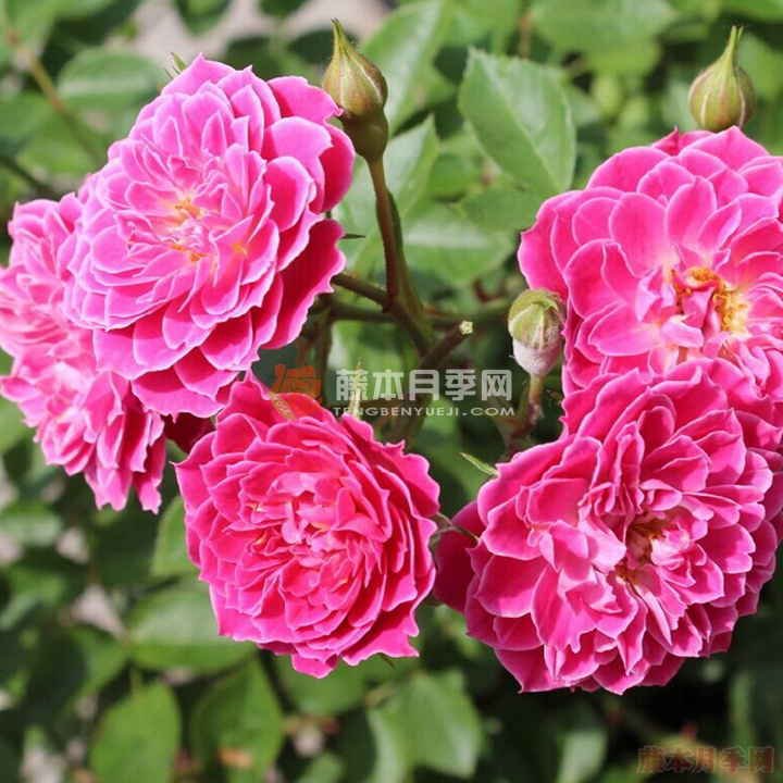 马里奥塔月季 马里奥塔月季