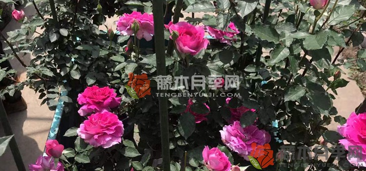 天方夜谭月季阳台种植方法 天方夜谭月季阳台种植方法