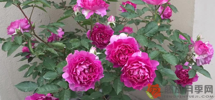 天方夜谭月季阳台种植方法 天方夜谭月季阳台种植方法
