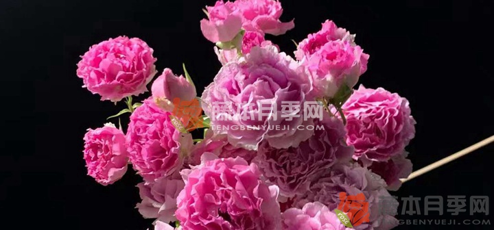 天方夜谭月季阳台种植方法 天方夜谭月季阳台种植方法