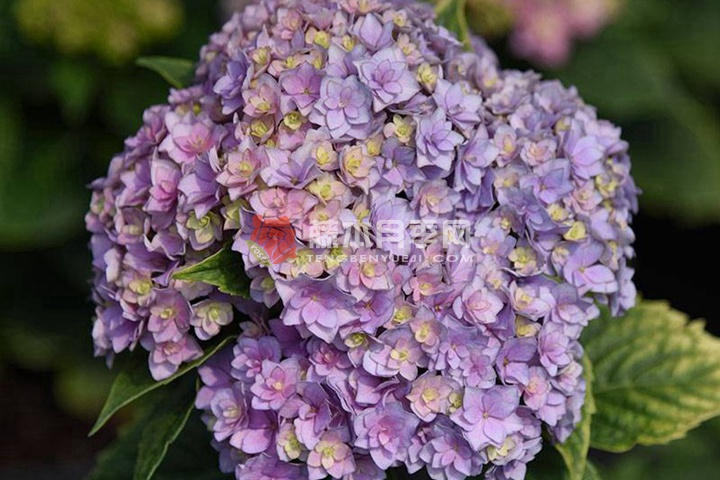 亲爱的绣球花 亲爱的绣球花