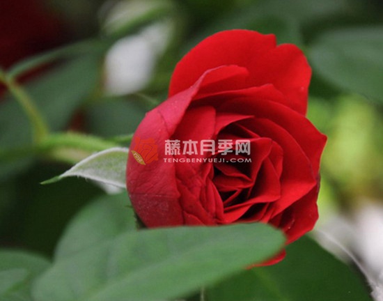 微笑月季 微笑月季