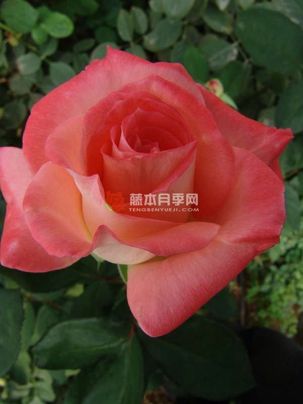 优雅月季 优雅月季
