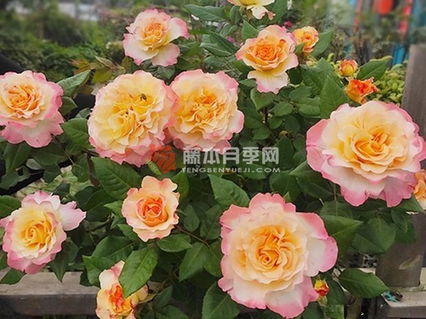 水彩月季 水彩月季