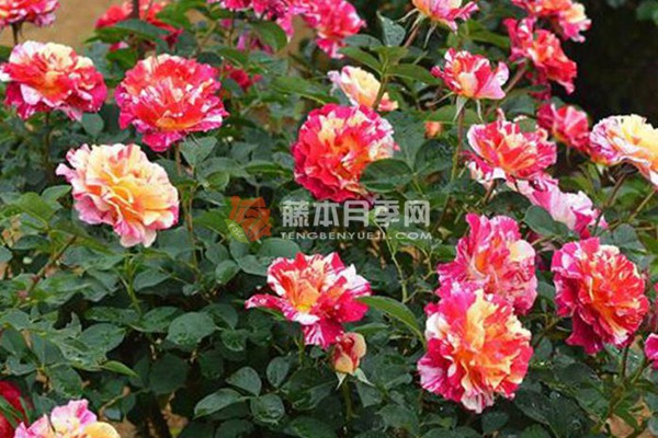 莫里斯尤特里罗月季 莫里斯尤特里罗月季